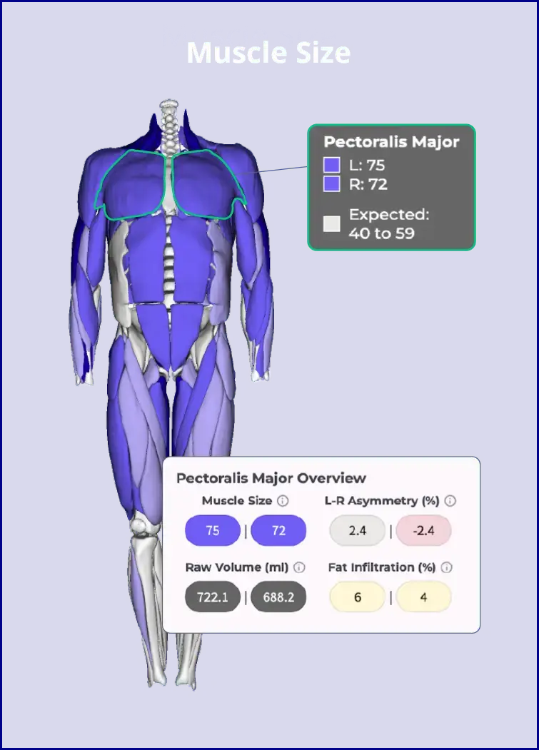 Muscle Size Muscle Size